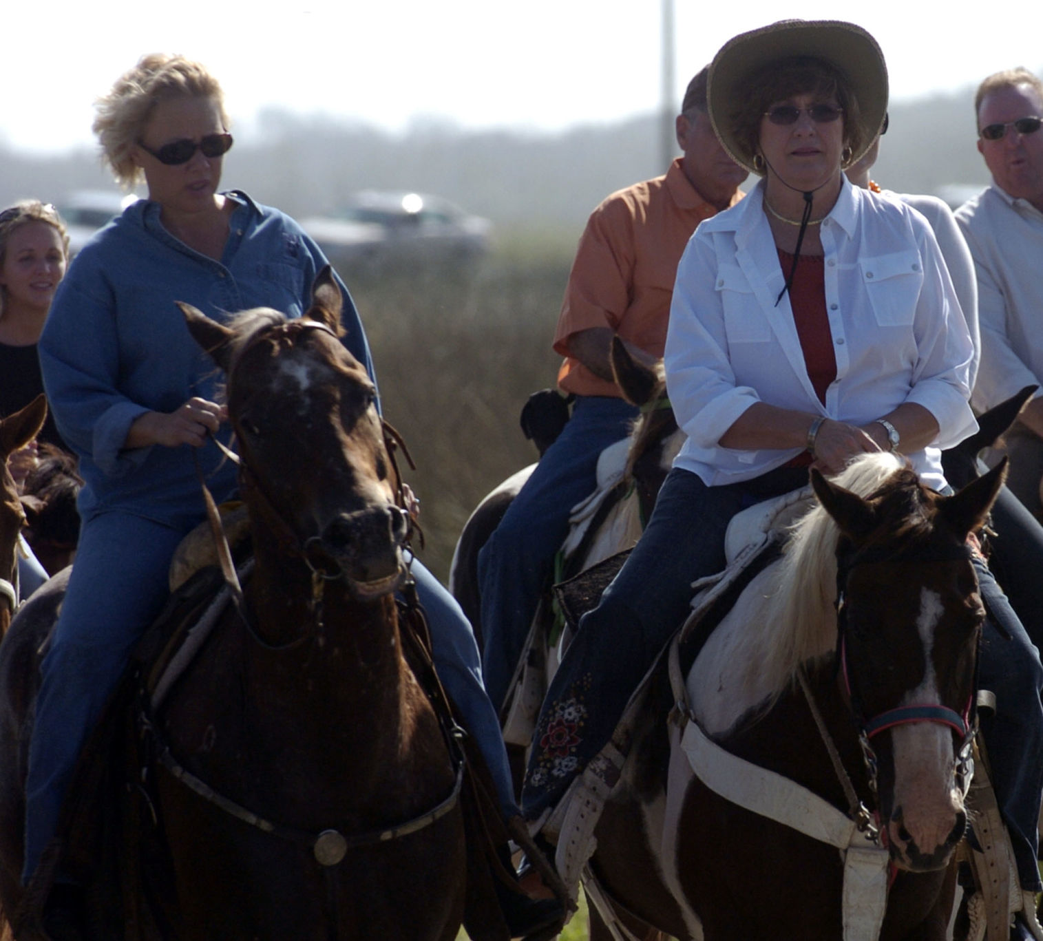cattle acacattlebt 011.jpg
